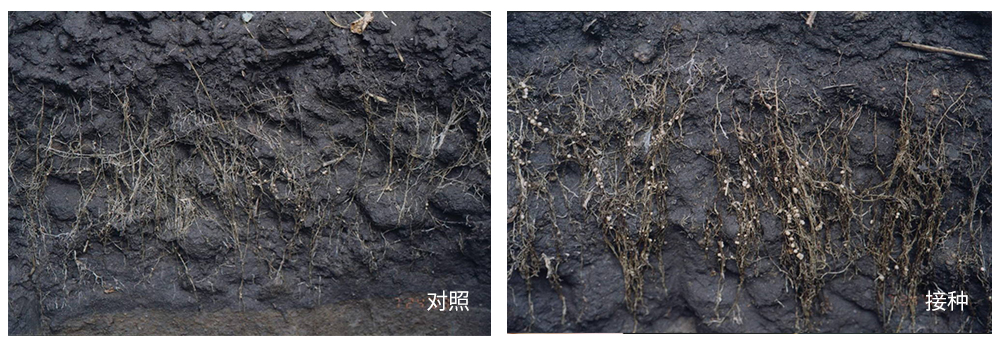 领先生物推进根瘤菌剂应用助力大豆产能提升