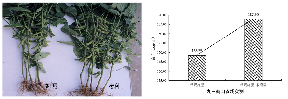 领先生物推进根瘤菌剂应用助力大豆产能提升