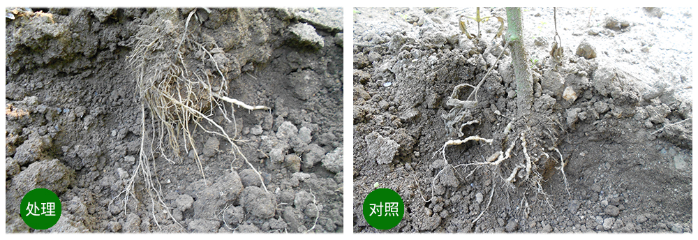 领先生物益根劲菌多糖解决黄瓜根结线虫问题