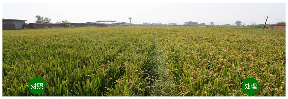 领先生物解硅菌剂助力水稻提质增收