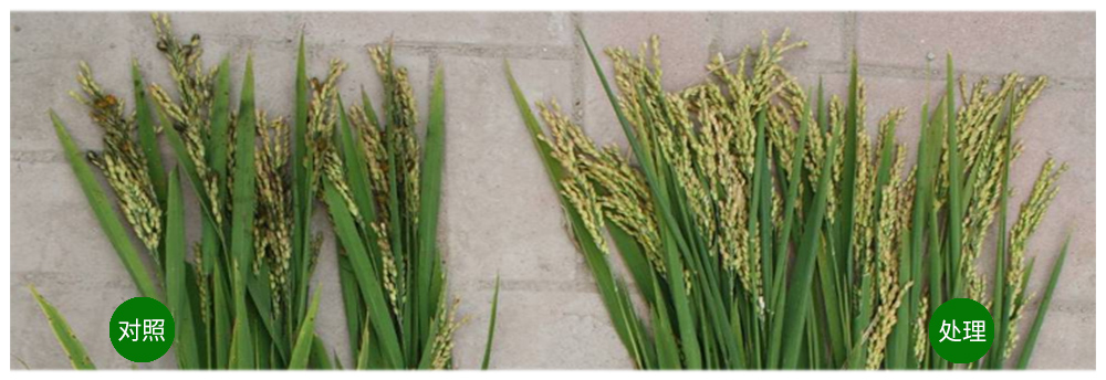 领先生物解硅菌剂助力水稻提质增收