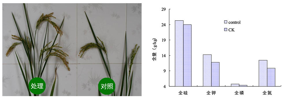 领先生物解硅菌剂助力水稻提质增收