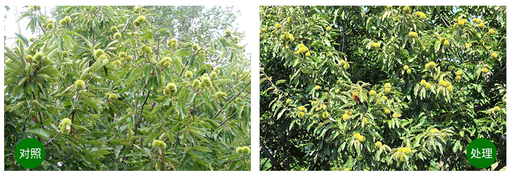 领先生物“海藻+氮磷钾+腐植酸”让果树旺起来